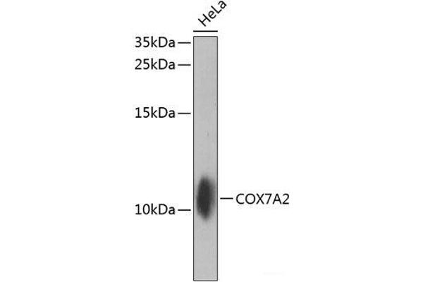COX7A2 抗体