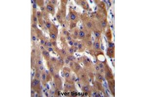 CIB4 Antibody (N-term) immunohistochemistry analysis in formalin fixed and paraffin embedded human liver tissue followed by peroxidase conjugation of the secondary antibody and DAB staining. (CIB4 抗体  (N-Term))