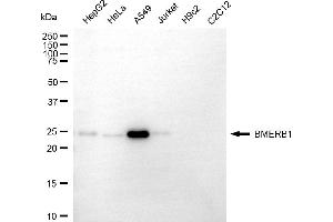 anti-BMERB1 antibody
