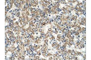 Image no. 1 for anti-Glutamic-Oxaloacetic Transaminase 2, Mitochondrial (Aspartate Aminotransferase 2) (GOT2) (AA 329-378) antibody (ABIN320796) (GOT2 抗体  (AA 329-378))