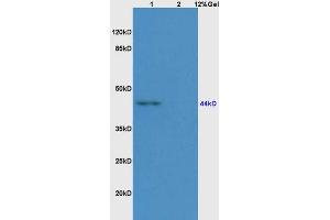 Lane 1: mouse embryo lysates Lane 2: rat brain lysates probed with Anti AVPR2 Polyclonal Antibody, Unconjugated (ABIN678893) at 1:200 in 4 °C. (DC-SIGN/CD209 抗体  (AA 81-180))