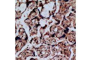 Immunohistochemical analysis of NOP56 staining in human placenta formalin fixed paraffin embedded tissue section. (NOP56 抗体)