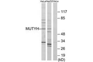 Western blot analysis of extracts from HeLa/HepG2 cells, using MUTYH Antibody.