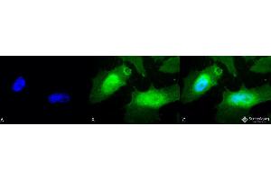 Immunocytochemistry/Immunofluorescence analysis using Rabbit Anti-HSPB2 Polyclonal Antibody . (HSPB2 抗体  (Biotin))