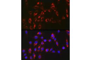 Immunofluorescence analysis of NIH/3T3 cells using MGST1 Rabbit mAb (ABIN7268512) at dilution of 1:100 (40x lens). (MGST1 抗体)