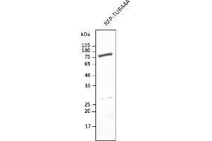 Western Blotting (WB) image for anti-tdTomato Fluorescent Protein (tdTomato) antibody (DyLight 633) (ABIN7273114) (tdTomato 抗体  (DyLight 633))