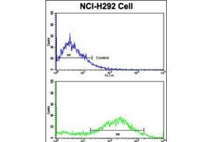 Flow cytometric analysis of NCI-H292 cells using CALD1 Antibody (bottom histogram) compared to a negative control cell (top histogram). (Caldesmon 抗体  (AA 428-457))