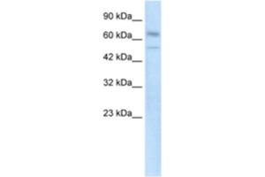 Western Blotting (WB) image for anti-Zinc Finger Protein 306 (ZKSCAN3) antibody (ABIN2460764) (ZKSCAN3 抗体)