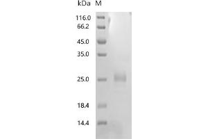 Tumor Necrosis Factor (Ligand) Superfamily, Member 4 (TNFSF4) (AA 49-198) protein (His tag)