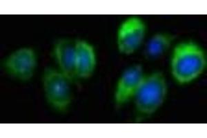 Immunofluorescent analysis of HepG2 cells using ABIN7168695 at dilution of 1:100 and Alexa Fluor 488-congugated AffiniPure Goat Anti-Rabbit IgG(H+L) (SLURP1 抗体  (AA 23-103))