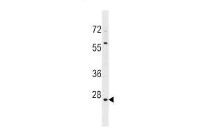 HMGN5 Antibody (N-term) (ABIN1539488 and ABIN2848984) western blot analysis in 293 cell line lysates (35 μg/lane).