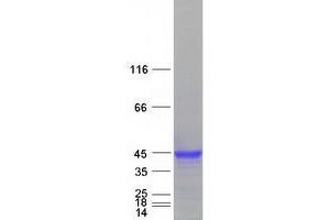Interferon, gamma-Inducible Protein 30 (IFI30) protein (Myc-DYKDDDDK Tag)