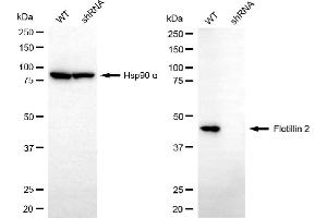 Western blotting analysis using flotillin 2 antibody (ABIN7798634). (Recombinant Flotillin 2 抗体)