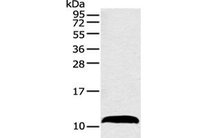 Western blot analysis of Mouse adrenal gland tissue using HMGN3 Polyclonal Antibody at dilution of 1:550 (HMGN3 抗体)