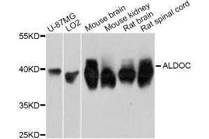 Western blot analysis of extracts of various cell lines, using ALDOC Antibody (ABIN5997226) at 1:3000 dilution. (ALDOC 抗体)