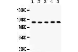 Western Blotting (WB) image for anti-Cullin 1 (CUL1) (AA 457-770) antibody (ABIN3042777) (Cullin 1 抗体  (AA 457-770))