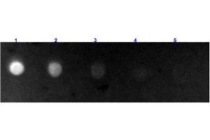 Dot Blot results of Rabbit Anti-Bovine IgG Antibody Fluorescein Conjugated. (兔 anti-Cow IgG (Heavy & Light Chain) Antibody (FITC) - Preadsorbed)