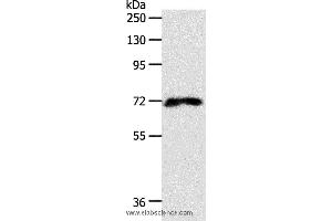 Western blot analysis of 293T cell, using FZD1 Polyclonal Antibody at dilution of 1:500 (FZD1 抗体)