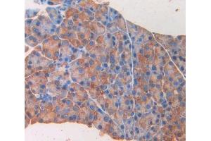 IHC-P analysis of pancreas tissue, with DAB staining. (GAD 抗体  (AA 1-97))