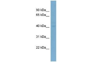 WB Suggested Anti-LASS6 Antibody Titration:  0. (CERS6 抗体  (N-Term))