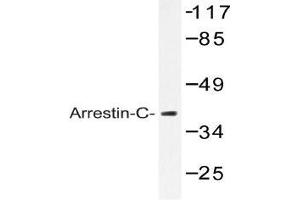 Western blot (WB) analysis of Arrestin-C antibody in extracts from LOVO cells. (ARR3 抗体)
