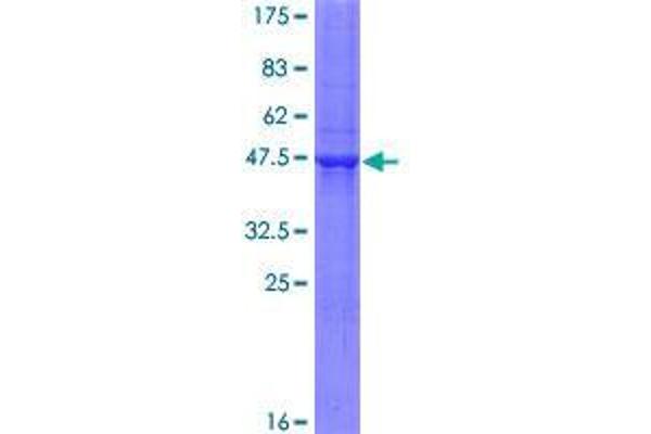 RNF185 Protein (AA 1-192) (GST tag)