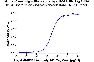 Immobilized Human/Cynomolgus/Rhesus macaque ROR1(30-305,Ig-like&Frizzled Domain), His Tag at 1 μg/mL (100 μL/well) on the plate.