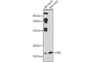 Western blot analysis of extracts of various cell lines, using DBI antibody (ABIN6127407, ABIN6139420, ABIN6139422 and ABIN6217234) at 1:1000 dilution. (Diazepam Binding Inhibitor 抗体  (AA 1-114))