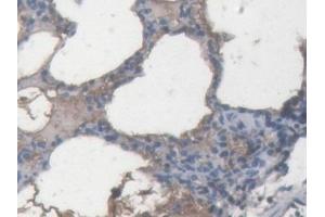 IHC-P analysis of Pig Lung Tissue, with DAB staining. (APOA2 抗体  (AA 19-100))