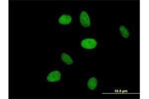 Immunofluorescence (IF) image for anti-Nuclear Receptor Subfamily 6, Group A, Member 1 (NR6A1) (AA 1-475) antibody (ABIN515994)