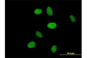 Immunofluorescence of purified MaxPab antibody to NR6A1 on HeLa cell. (NR6A1 抗体  (AA 1-475))