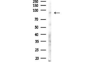 Western blot analysis of lysates from RAW264.