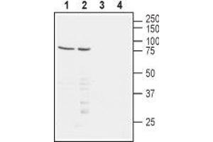 Western blot analysis of human Jurkat T-cell leukemia (lanes 1 and 3) and human MEG-01 chronic myelogenous leukemia (lanes 2 and 4) cell lysates: - 1,2. (PVRL1 抗体  (Extracellular, N-Term))