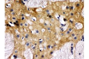 Anti- Munc18-1 Picoband antibody, IHC(P) IHC(P): Rat Brain Tissue