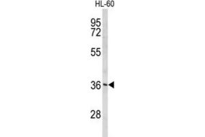 Western Blotting (WB) image for anti-Peroxisomal Biogenesis Factor 14 (PEX14) antibody (ABIN3004052) (PEX14 抗体)