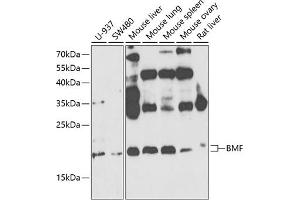 Western blot analysis of extracts of various cell lines, using BMF antibody (ABIN6127487, ABIN6137587, ABIN6137589 and ABIN6221479) at 1:1000 dilution. (BMF 抗体  (AA 1-184))