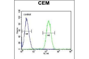 Flow cytometric analysis of CEM cells (right histogram) compared to a negative control cell (left histogram). (WASP 抗体  (AA 116-144))