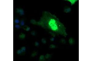 Image no. 5 for anti-V-Ets Erythroblastosis Virus E26 Oncogene Homolog 2 (ETS2) (AA 90-349) antibody (ABIN1491702)