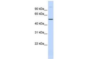 Image no. 1 for anti-URI1, Prefoldin-Like Chaperone (URI1) (AA 359-408) antibody (ABIN6743570) (URI1 抗体  (AA 359-408))