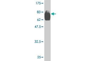 Western Blot detection against Immunogen (83. (OXSR1 抗体  (AA 1-527))