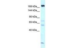 Image no. 1 for anti-Calmodulin Regulated Spectrin Associated Protein 1 (CAMSAP1) (AA 1290-1339) antibody (ABIN6747770) (CAMSAP1 抗体  (AA 1290-1339))