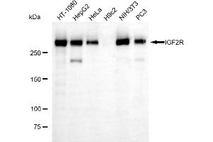 Western blotting analysis using IGF2R antibody (ABIN7799053). (Recombinant IGF2R 抗体)
