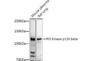 Western blot analysis of extracts of various cell lines, using PI3 Kinase p110 beta antibody (ABIN3021219, ABIN3021220, ABIN3021221 and ABIN6214072) at 1:1000 dilution.
