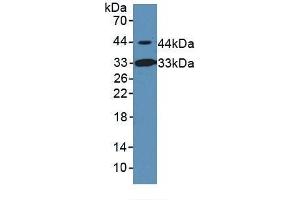 Detection of INHbB in Rat Serum using Polyclonal Antibody to Inhibin Beta B (INHbB) (INHBB 抗体  (AA 297-411))