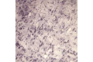 IHC on rat brain using Rabbit antibody to extracellular, N-terminal part of Sortilin (Neurotensin receptor 3, NTR3, Sort1): IgG  at a concentration of 10 µg/ml. (Sortilin 1 抗体)