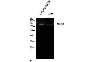 Western Blotting (WB) image for anti-Neuregulin 3 (NRG3) (Internal Region) antibody (ABIN6283286)