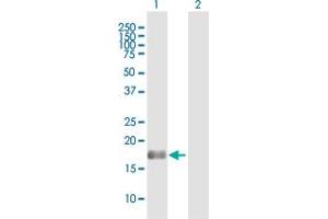 Western Blot analysis of BAALC expression in transfected 293T cell line by BAALC MaxPab polyclonal antibody. (BAALC 抗体  (AA 1-145))