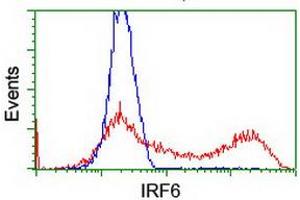 Flow Cytometry (FACS) image for anti-Interferon Regulatory Factor 6 (IRF6) antibody (ABIN1498902) (IRF6 抗体)