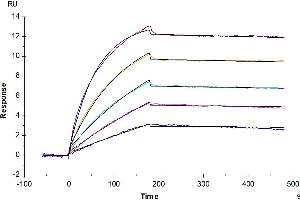 Surface Plasmon Resonance (SPR) image for Membrane-Spanning 4-Domains, Subfamily A, Member 1 (MS4A1) (AA 1-297) (Active) protein-VLP (Biotin) (ABIN7448157)