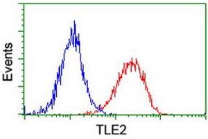 Image no. 3 for anti-Transducin-Like Enhancer Protein 2 (TLE2) antibody (ABIN1501408) (TLE2 抗体)